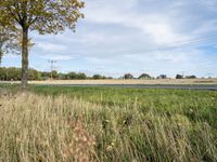 an empty country road that passes by a grassy field and tree with yellow leaves, near some trees