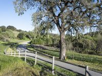 Rural Road California Landscape Green 003