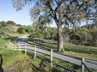 Rural Road in California Landscape - Green 005