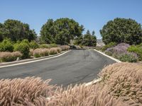 Rural Road in California: A Scenic Landscape in Nature