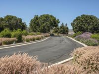 Rural Road in California: A Scenic Landscape in Nature