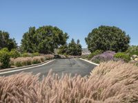 Rural Road in California: A Scenic Landscape in Nature