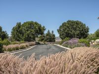 Rural Road in California: A Scenic Landscape in Nature