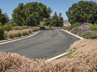 Rural Road in California: A Scenic Landscape in Nature