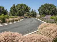 Rural Road in California: A Scenic Landscape in Nature