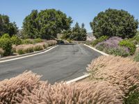 Rural Road in California: A Scenic Landscape in Nature