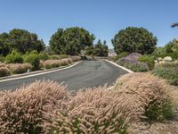 Rural Road in California: A Scenic Landscape in Nature