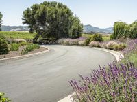 a winding road and a field with a grape tree in the distance and some lavender bushes in the foreground