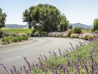 a winding road and a field with a grape tree in the distance and some lavender bushes in the foreground