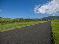 a paved road going through the countryside into a vineyard area with lush green grass and bushes