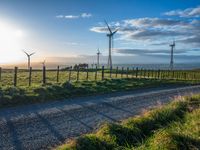 Rural Road at Dawn: Surrounded by Greenery and Agricultural Fields