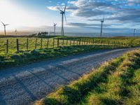 Rural Road at Dawn: Surrounded by Greenery and Agricultural Fields