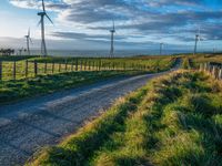 Rural Road at Dawn: Surrounded by Greenery and Agricultural Fields