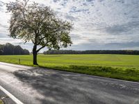 a tree sitting in the middle of a rural road and grass field with many trees