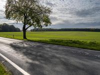 a tree sitting in the middle of a rural road and grass field with many trees