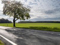 a tree sitting in the middle of a rural road and grass field with many trees