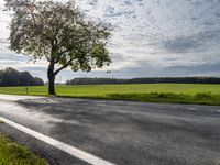 a tree sitting in the middle of a rural road and grass field with many trees