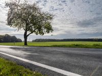 a tree sitting in the middle of a rural road and grass field with many trees