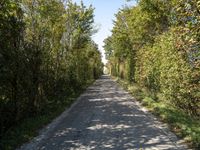 a winding roadway with a few trees on both sides of the road in front of it