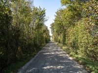 a winding roadway with a few trees on both sides of the road in front of it