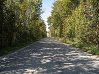 a winding roadway with a few trees on both sides of the road in front of it