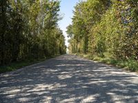 a winding roadway with a few trees on both sides of the road in front of it