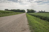 Rural Road through Iowa Fields and Crops
