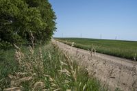 Rural Road in Iowa Prairie Crop Field 001