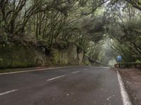 an image of a narrow highway that goes down a hill, surrounded by trees and other plants