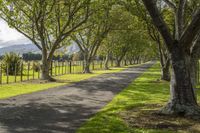 a road that has several trees lining the sides of it that is lined with grass and tree lined with rows of them