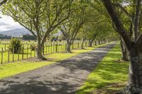 a road that has several trees lining the sides of it that is lined with grass and tree lined with rows of them