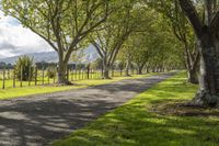 a road that has several trees lining the sides of it that is lined with grass and tree lined with rows of them