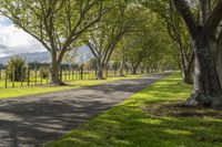 a road that has several trees lining the sides of it that is lined with grass and tree lined with rows of them