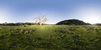 a lone tree in a meadow near a rural road, seen through the panoramic lens