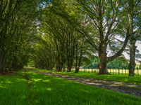 green grass and trees line the side of an avenue in an open field with a bench sitting on either side