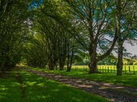 green grass and trees line the side of an avenue in an open field with a bench sitting on either side