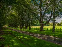 green grass and trees line the side of an avenue in an open field with a bench sitting on either side