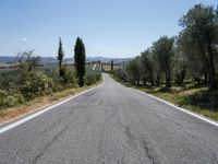 Rural Road with Olive Trees in Italy