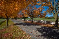 fall leaves lie on the ground and near a park bench with white fencing, in the foreground a blue sky