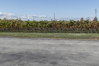 this is a stop sign by some vines near a road and grass area and fences