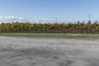 this is a stop sign by some vines near a road and grass area and fences