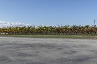 this is a stop sign by some vines near a road and grass area and fences