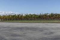 this is a stop sign by some vines near a road and grass area and fences