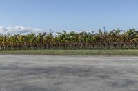 this is a stop sign by some vines near a road and grass area and fences