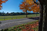 autumn leaves cover the ground beside a rural road and pasture with a few trees and the sky