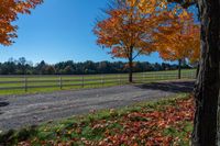 autumn leaves cover the ground beside a rural road and pasture with a few trees and the sky