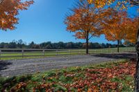 autumn leaves cover the ground beside a rural road and pasture with a few trees and the sky