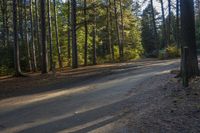 Rural Road in Ontario, Canada: Forest Landscape