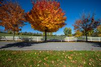 three trees with leaves on the ground and a bench in front of them, with bright leaves