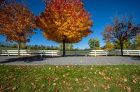 three trees with leaves on the ground and a bench in front of them, with bright leaves